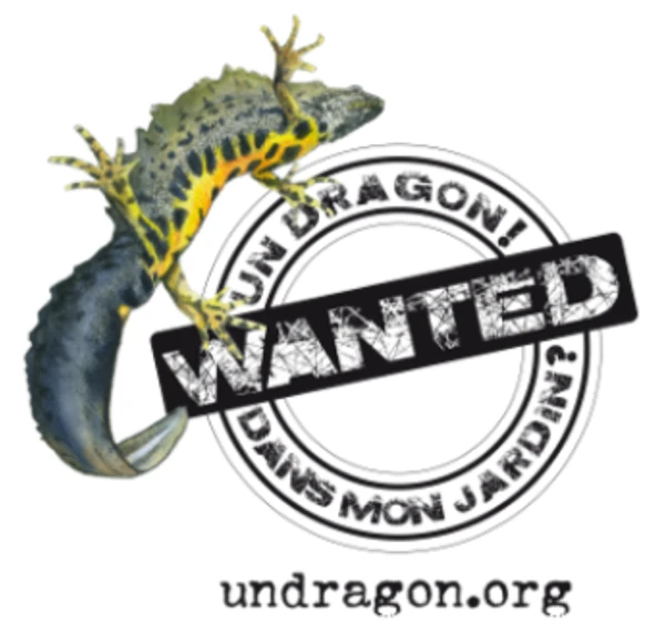 Un dragon ! Dans mon jardin ?